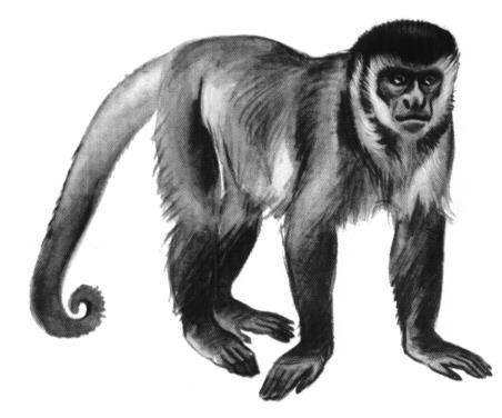 OPEL-ZOO / Georg von Opel- Freigehege für Tierforschung 6 HAUBENKAPUZINER Die Haubenkapuziner besitzen wie einige andere südamerikanische Affenarten eine besondere Fähigkeit.