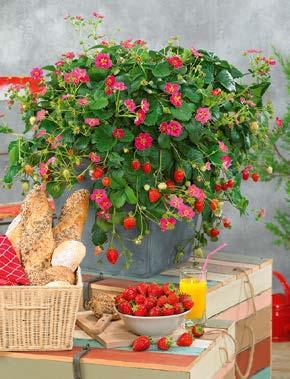 99 Erdbeere Rosana Fragaria ananassa, süße Früchte, 13 cm, echte Schlankmacher