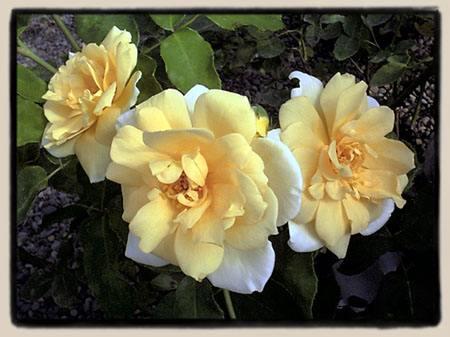 Informationen zu den im Schloss Bentheim gezeigten historischen Zierpflanzenarten und -sorten Rosen aus vielen Jahrhunderten Wegen ihres Duftes und der Schönheit ihrer Blüten wird die Rose seit