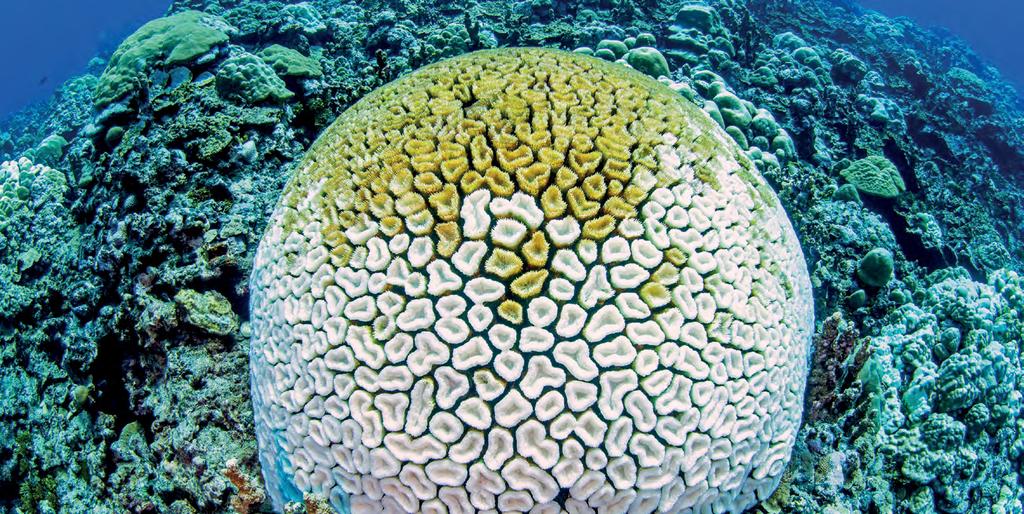 Diese Korallen sind aber noch nicht tot. Sie können sich weiter mithilfe ihrer kleinen Polypen und von Beutetieren ernähren.