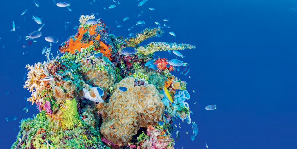 Korallenriffe zählen zu den schönsten und spektakulärsten Lebensräumen unseres