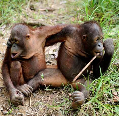 Seit 2007 hilft VIER PFOTEN gemeinsam mit der Borneo Orangutan Survival Foundation den vom Aussterben bedrohten Orang-Utans.