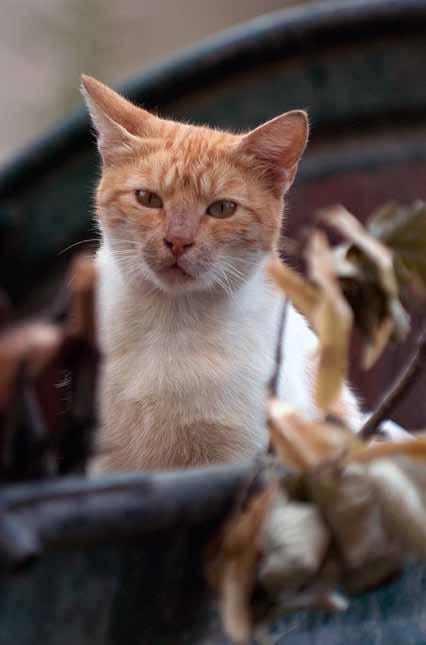 In Deutschland leben rund zwei Millionen Katzen auf der Straße immer auf der Suche nach Futter; sie sind ausgemergelt, schwach und krank. Viele gehen qualvoll zu Grunde, verhungern oder erfrieren.