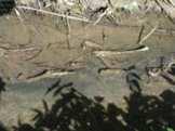Gewässerfauna: Niederschläge auf undichtes Silo Abschwemmungen Anfall großer Mengen in einer Niedrigwasserzeit