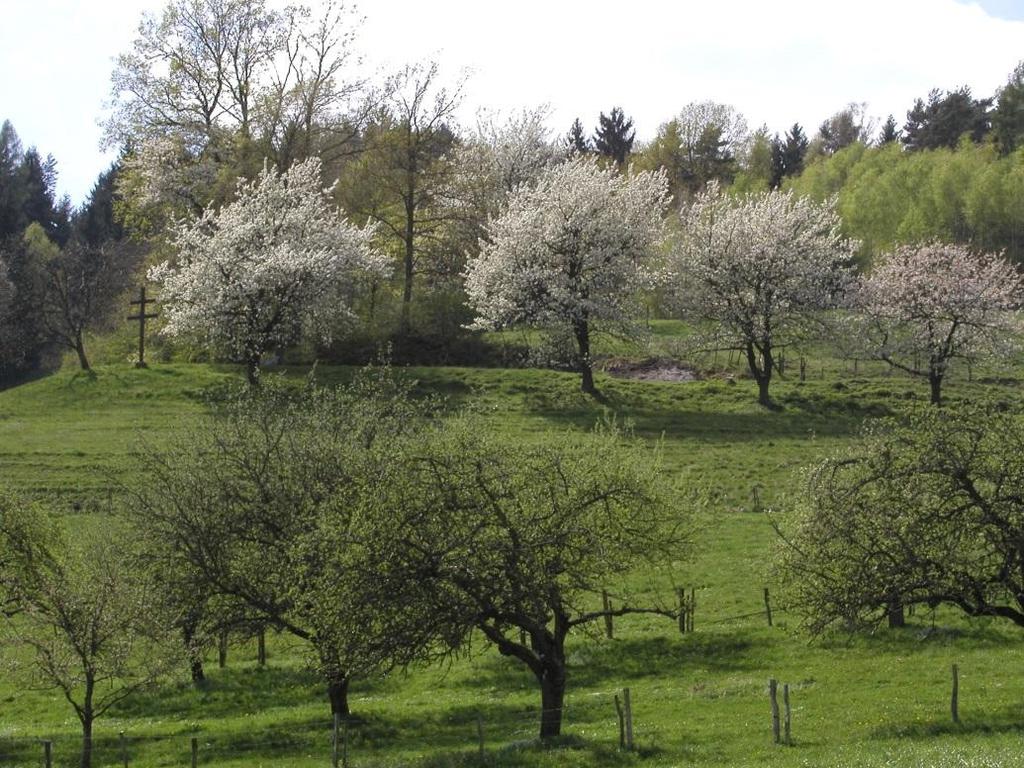 ARGE STREUOBST Österreichische Arbeitsgemeinschaft zur Förderung des Streuobstbaus und zur Erhaltung obstgenetischer Ressourcen c/o Höhere Bundeslehranstalt und Bundesamt für Wein- und Obstbau A-3400