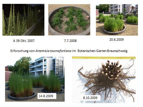 Kultivierung und Experimente unter kontrollierten Bedingungen 31.