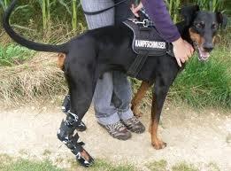 Hundeexpander: ist eine Gehhilfe für ältere Hunde oder für Patienten mit schwacher Muskulatur der