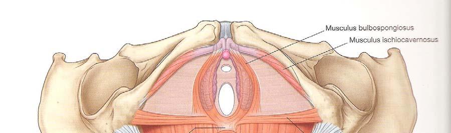 Das Centrum tendineum perinei