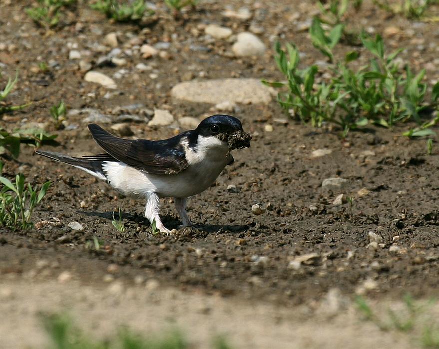 Schwalben als Baumeister Mit Naturmörtel zum Eigenheim Die Nester der Schwalben sind etwas Besonderes.