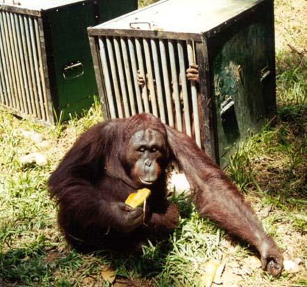 In der Zwischenzeit hat sich in Indonesien der Geschäftsbesitzer nach zwei Stunden guten Zuredens davon überzeugen lassen, dass es verboten ist, Orang-Utans zu halten und dass die Tiere eine