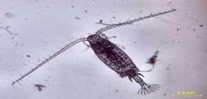 Zooplankton: Krebstiere