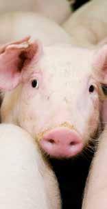 Gesunde Tiere weniger Medikamente: Durch die Zufütterung der Bio-Produkte von Kanne erfreuen sich die Tiere größerer Vitalität.
