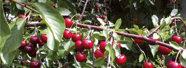 KANNE FÜR FELD, BEET UND GARTEN Der natürliche Stoffkreislauf Der natürliche Stoffkreislauf der Natur von der Wachstums- und Reifephase über das Vergehen, die Verrottung und der Entstehung von Humus,