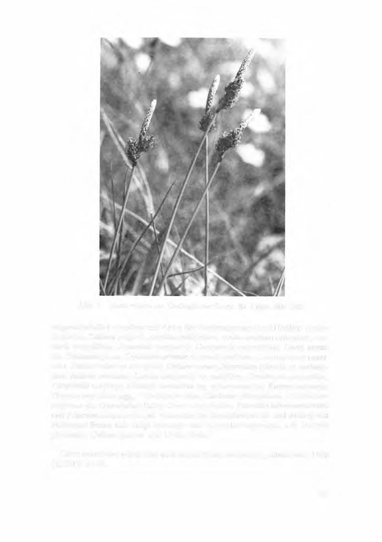 Abb. 1: Carex ericetorum, Oerlinghauser Senne, Kr. Lippe, Mai 1983.
