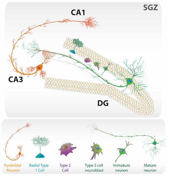 Neurogenese 16 Adulte Neurogenese Defini3on: Bildung von reifen Neuronen aus Stamm- oder Vorläuferzellen im ausgewachsenen (lat.