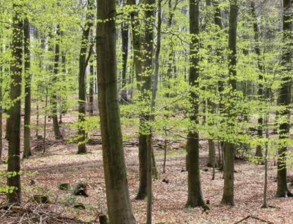 10 Waldzustand 2017 etwas besser als im Vorjahr Während im Jahr 2014 die bis dahin höchste Kronenverlichtung bei den Waldbäumen in NRW