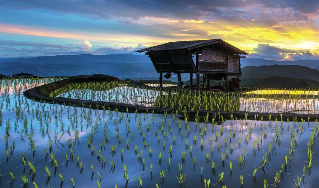 INHALT Oben: Reisterrassen in der Provinz Chiang Mai. Der Nassreisanbau schadet den Reispflanzen nicht, da sie in der Lage sind, ihre Wurzeln ausreichend zu belüften.