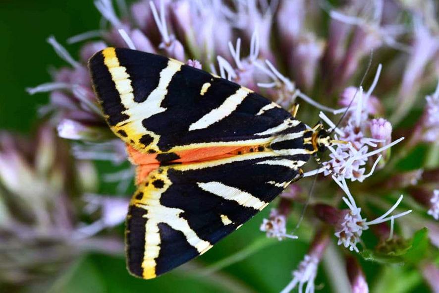 Schmetterlinge - bedrohte bunte Vielfalt Woher stammt eigentlich die Bezeichnung "Schmetterling"?