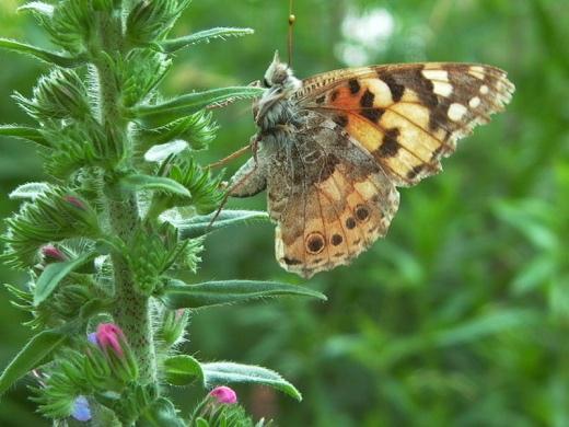 Von Standorttreuen und Weitfliegern Schmetterlinge können unterschiedlicher nicht sein!