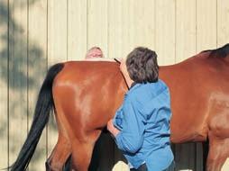 Der Test wird in manchen Schulen so gelehrt, dass die testende Person hinter dem Pferd steht und mit 2 Stäbchen arbeitet ( Abb. 5.
