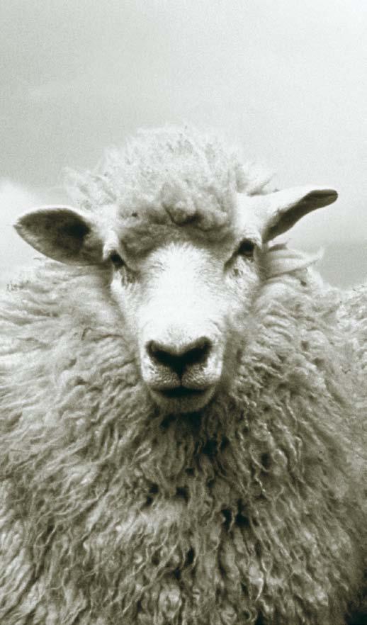 merino wool Strapazierfähig, pflegeleicht und klimaausgleichend: Mit Wolle hat die Natur ein perfektes Material geschaffen.