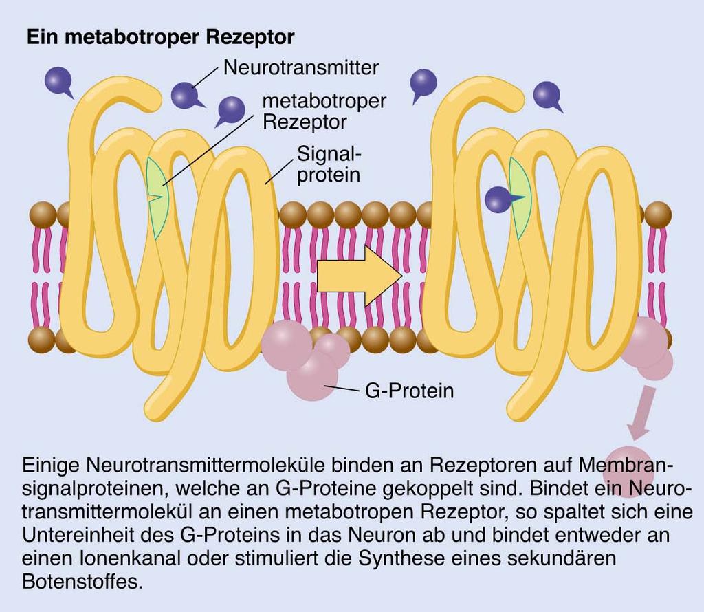 Synaptische Transmission 2 Arten von Rezeptoren metabotroper Rezeptor hat ein Signalproteins