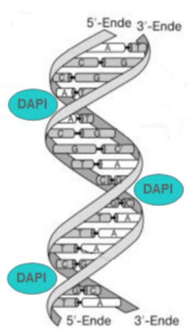 Seite 12! von 14! Tabelle 1: im Praktikum verwendete Färbemethoden. Was wird gefärbt? DNA Dnmt 1 PCNA Abbildung 9 direkte Färbung: Färbemethode Was kann durch diese Färbung beobachtet werden?