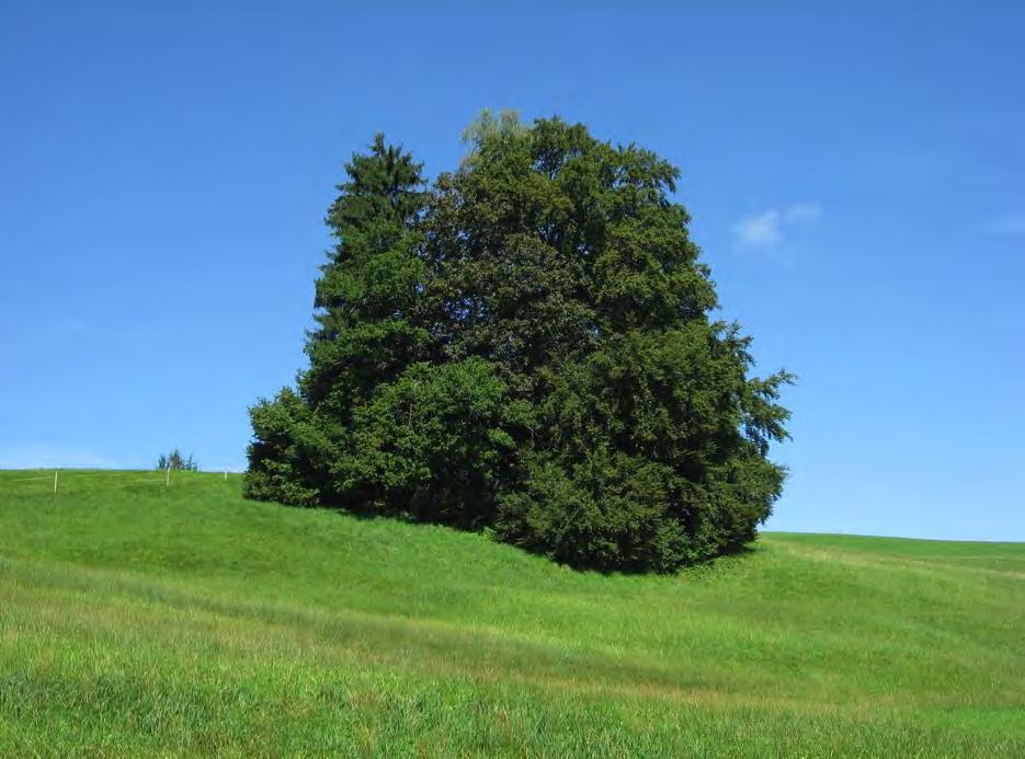 ZH 17 Baumgruppen und Haine aus Laubbäumen Eichen, Buchen, Linden und weitere standortheimische Bäume (keine Hochstamm-Obstbäume) Unternutzen Grün- oder Ackerfläche Stammhöhe mindestens 1.