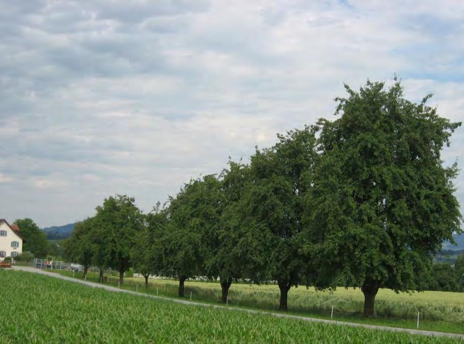 ZH 19 Alleen und Baumreihen Eichen, Buchen, Linden und weitere standortheimische Bäume Mindestens 10 Bäume; Abstand von Baum zu Baum mindestens 8 m, maximal 30 m Stammhöhe mind. 1.2 m (Steinobstbäume), respektive mind.