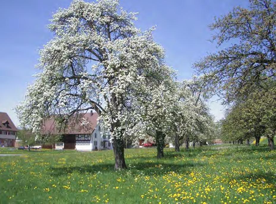 PS 5 Kleiner Hochstamm-Obstgarten Zusammenhängende Baumgruppe desselben Landwirtschaftsbetriebs besteht aus mindestens 10 Bäumen Distanz der ersten Bäume zur Siedlung: Max.