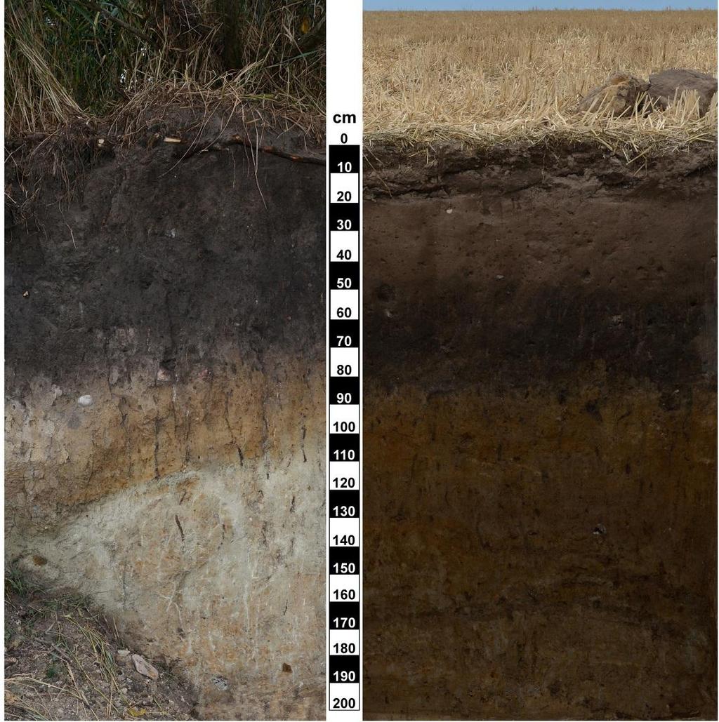 SOIL CHARACTERISTICS Mollic horizons (Axh) Thickness: 20 60 cm C