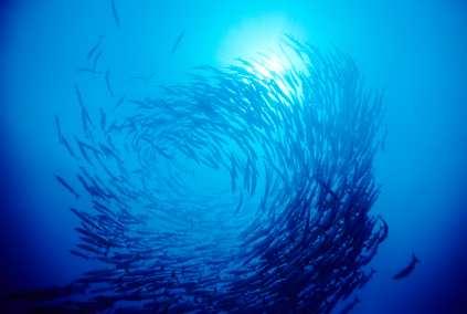 Biologische Vorbilder: Fische c http://s3.amazonaws.com/xlsuite_production/assets/51840/fish-swarm.