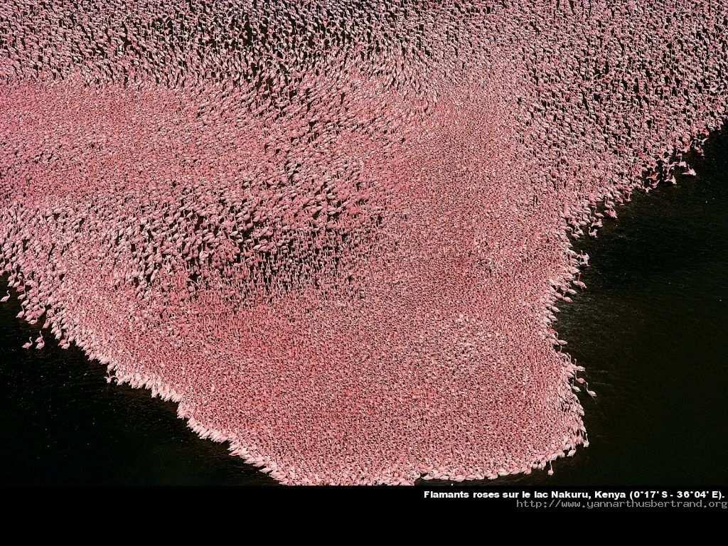 Biologische Vorbilder: Flamingos c http://www.yannarthusbertrand.