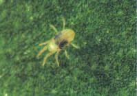 Die Lösung gegen Schadmilben Envidor ist ein Akarizid mit einem einzigartigen Wirkungsmechanismus gegen Spinnmilben und einer guten Zusatzwirkung gegen die Kräuselund Pockenmilbe.