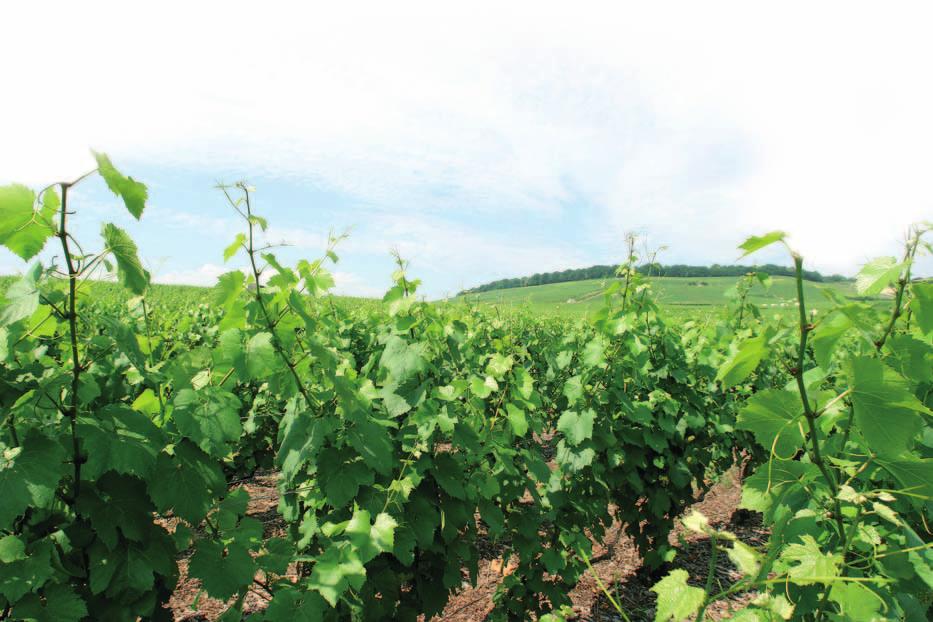 Jahresrückblick Weinbau Jahresrückblick Das Weinbaujahr 2011 war aus Sicht des Pflanzenschutzes wesentlich ruhiger und entspannter als die letzten Jahre,.