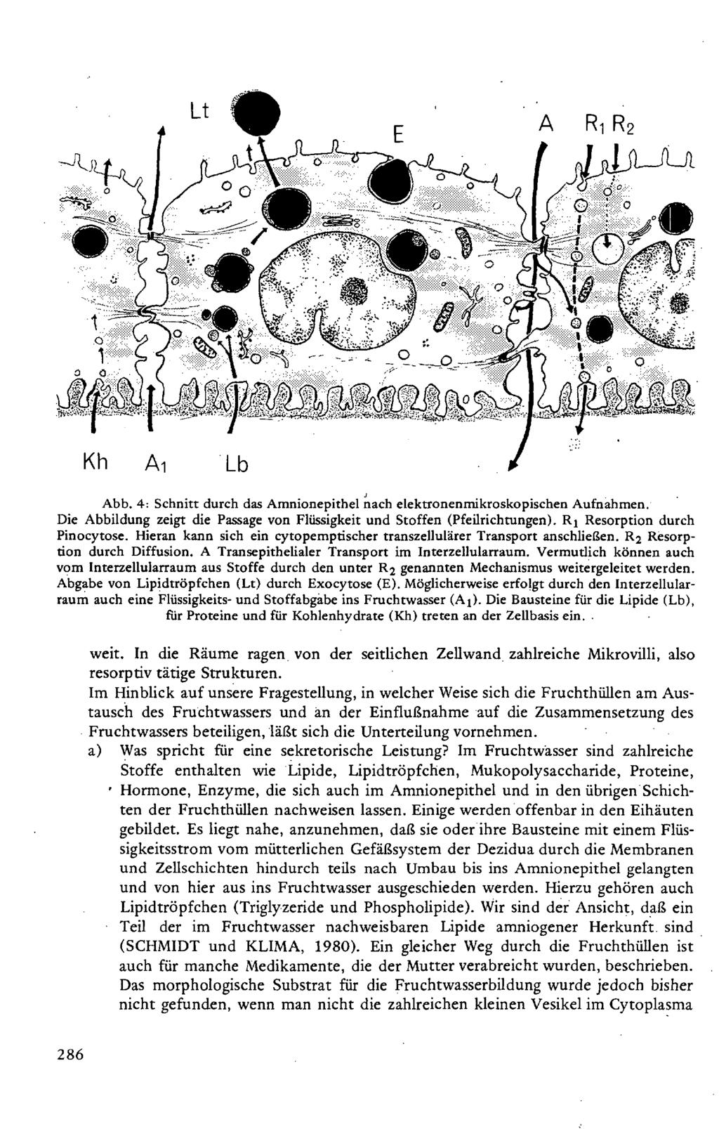 R 2 Kh Ai Abb. 4: Schnitt durch das Amnionepithel nach elektronenmikroskopischen Aufnahmen. Die Abbildung zeigt die Passage von Flüssigkeit und Stoffen (Pfeilrichtungen).