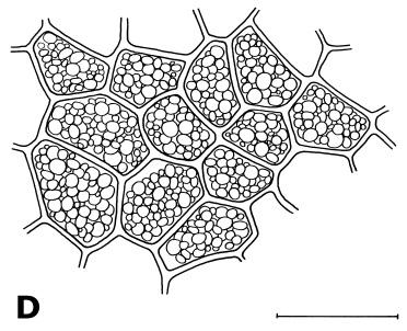 Dieses sogenannte Schattennetz wird durch die unterschiedliche Länge der Palisadenzellen verursacht.