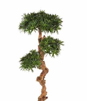 Podocarpus on Crazy Trunk H 135 cm H