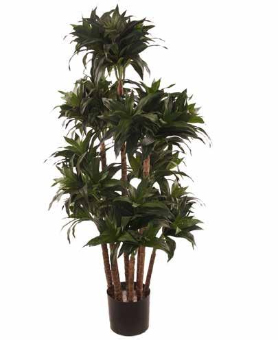 710773 KLEIBLÄTTRIGE Dracaena