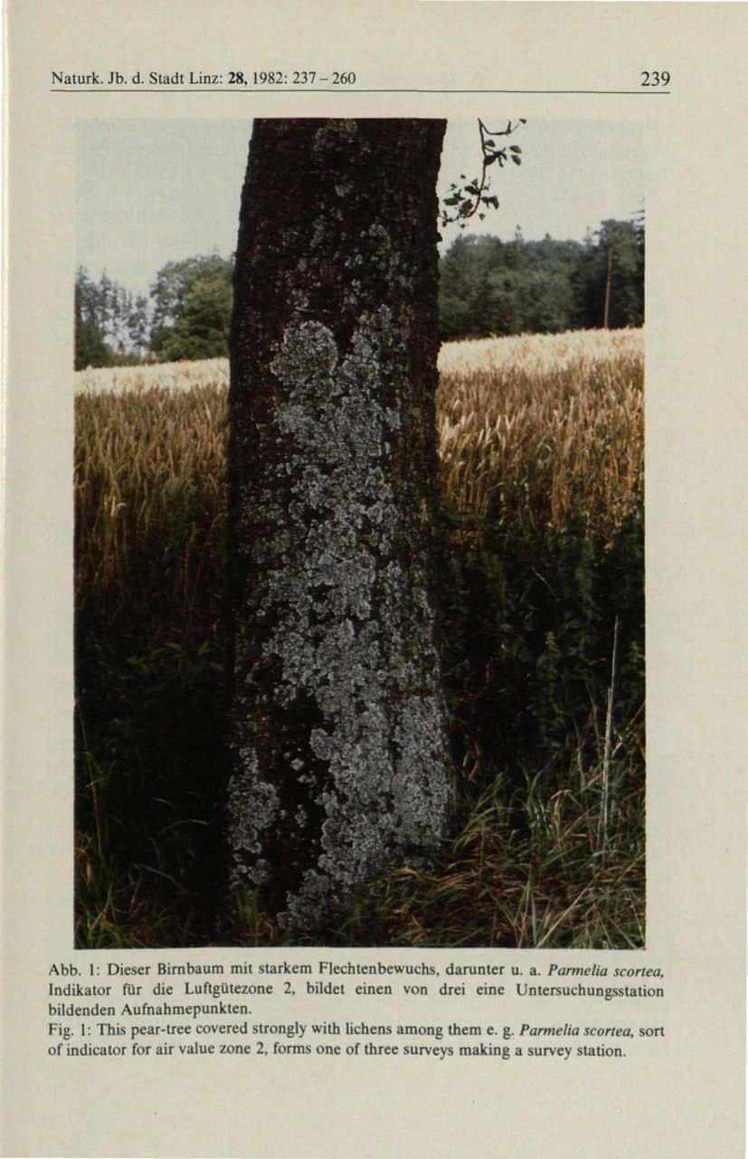 Naturk. Jb. d. Stadt Linz: 8,98: 37-60 39 Abb. : Dieser Birnbaum mit starkem Flechtenbewuchs, darunter u. a.