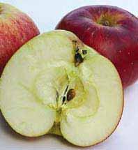 Hochsaison für Apfelmärkte Der Apfel erfreut sich größter Beliebtheit, was man an den vielen Apfelmärkten in ganz Deutschland erkennen kann.