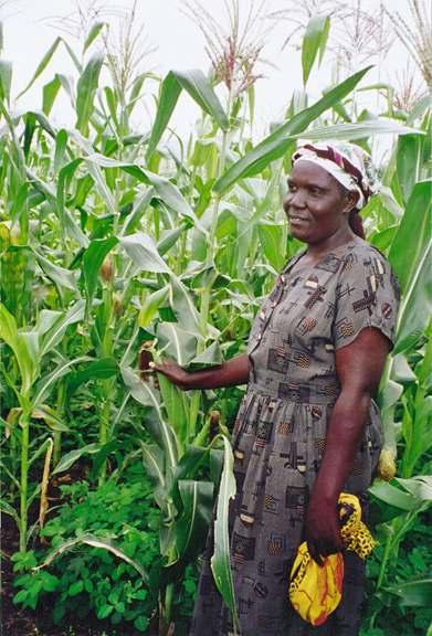 Mais/Desmodium-Mischanbau in Kenia Mais ohne