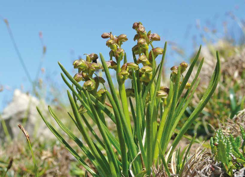 SALIGA BEAUTY SPECIAL OrchideAlpina La Orchide Alpina si adegua alle condizioni climatiche delle zone di montagna e così sviluppa in modo naturale delle proprietà, da cui la cosmetica trae degli
