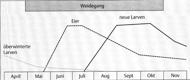 Weide - Management Später Austrieb Jahreszeit Inf. Überwinternde Larven sind abgestorben Schnieder, T.