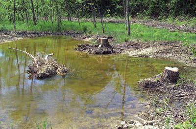 Ökologische Aufwertungsmassnahmen 09 Amphibientümpel im Auenwald in der Radelfingenau. Asylsuchende helfen mit, die Ausbreitung von Goldruten zu stoppen.
