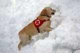 Lawinensuche Nach dem Abgang von Lawinen verschüttete Personen können durch Lawinensuchhundeteams unter dem Schnee gesucht werden.