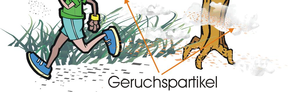 Lawinensuchhundeteams sind in Deutschland nicht in Rettungshundestaffeln organisiert, sondern gehören meist der Bergwacht an und haben sich spezialisiert.