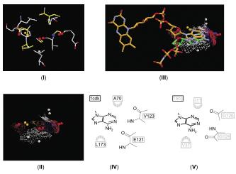 Similar but not homologous binding sites Graphics from Schmitt S,