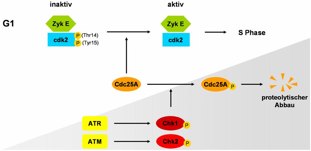 I. EINLEITUNG 25 Phosphatase Cdc25A, welche die inhibitorischen Phosphatreste an Thr14 und Tyr15 von cdk2 entfernt (Abbildung 8) (Blomberg and Hoffmann 1999; Eastman 2004).