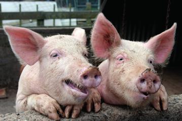 18 Mastschweine - Fertigfutter Produkt Wirkung Inhaltswerte Verpackung Vormast S 25-60 kg Lebendgewicht Hochsicherheits-Vormastfutter!